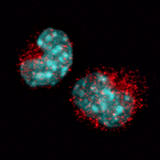Fluorescent image of mouse embryonic fibroblasts labeled with DHSB antibody 4F2 (red). PMID: 35395624, Fig. 4.